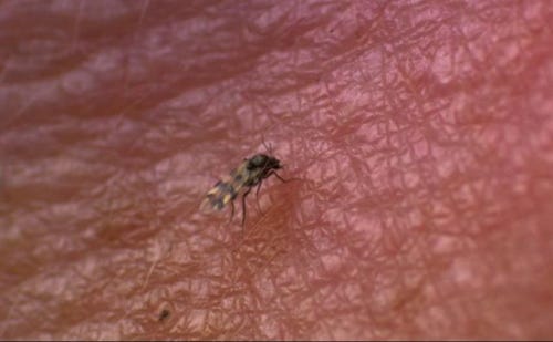 Highland_midge_1