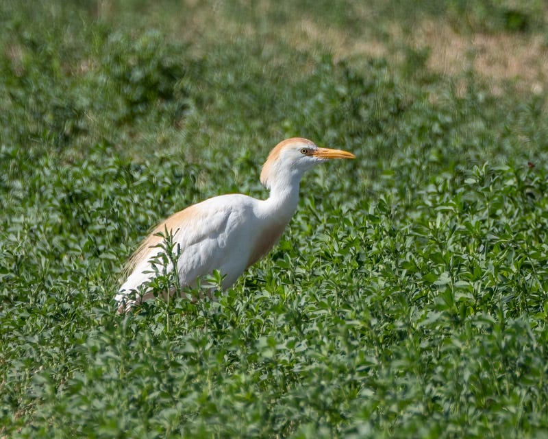 20250708-Stanfield-605-Edit.jpg 20250708-Stanfield-605-Edit.jpg