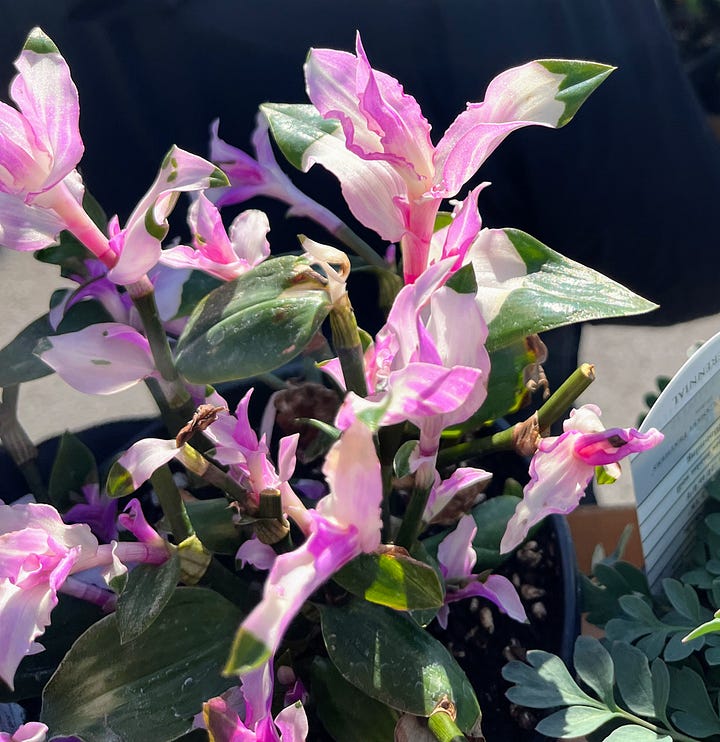 Blushing bride, Japanese painted fern