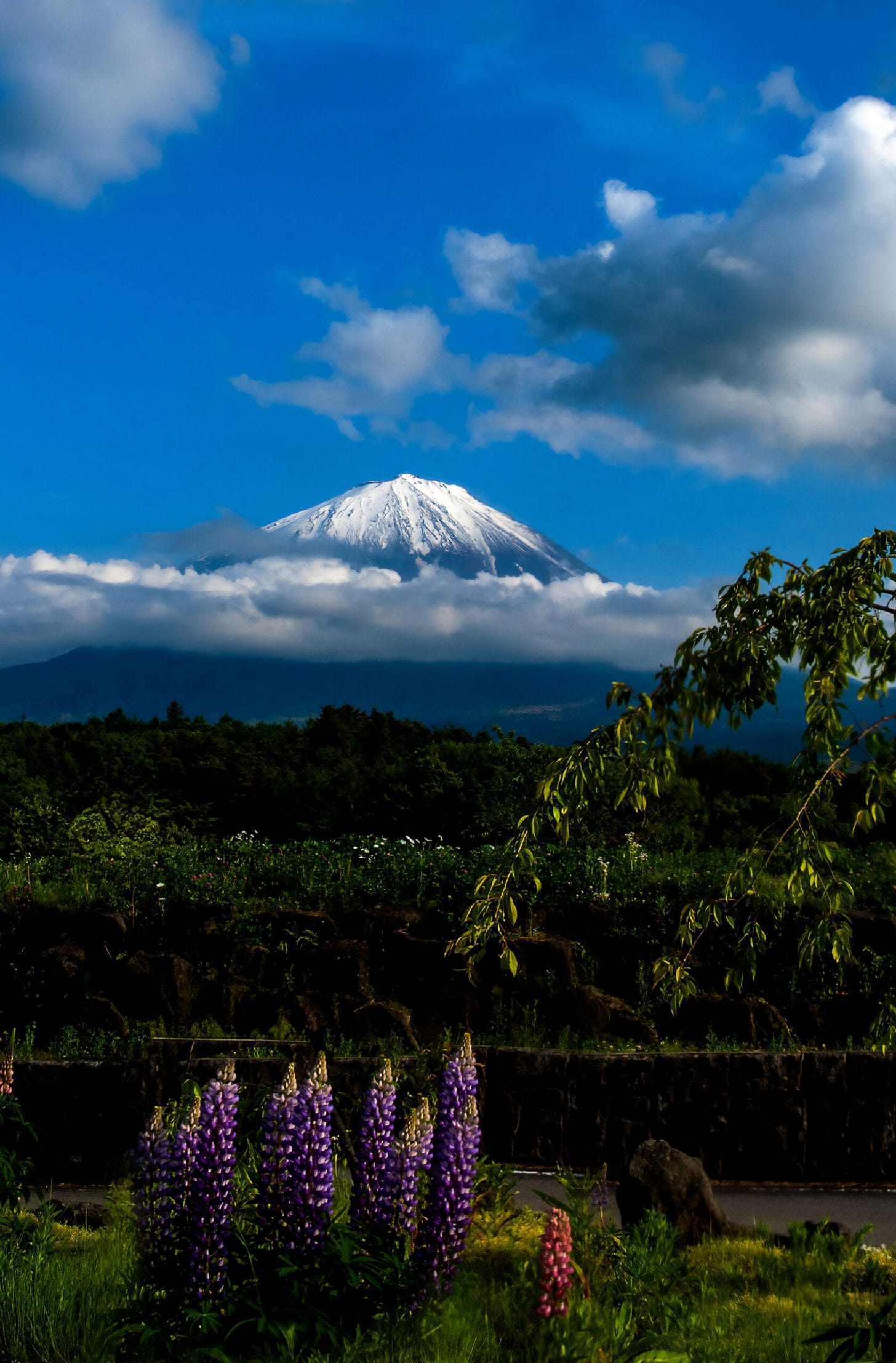 Erin Cazes Japan Erin Cazes Japan