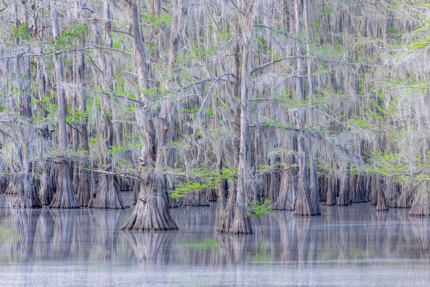 Fresh spring green needles on bald cypress trees in Texas.