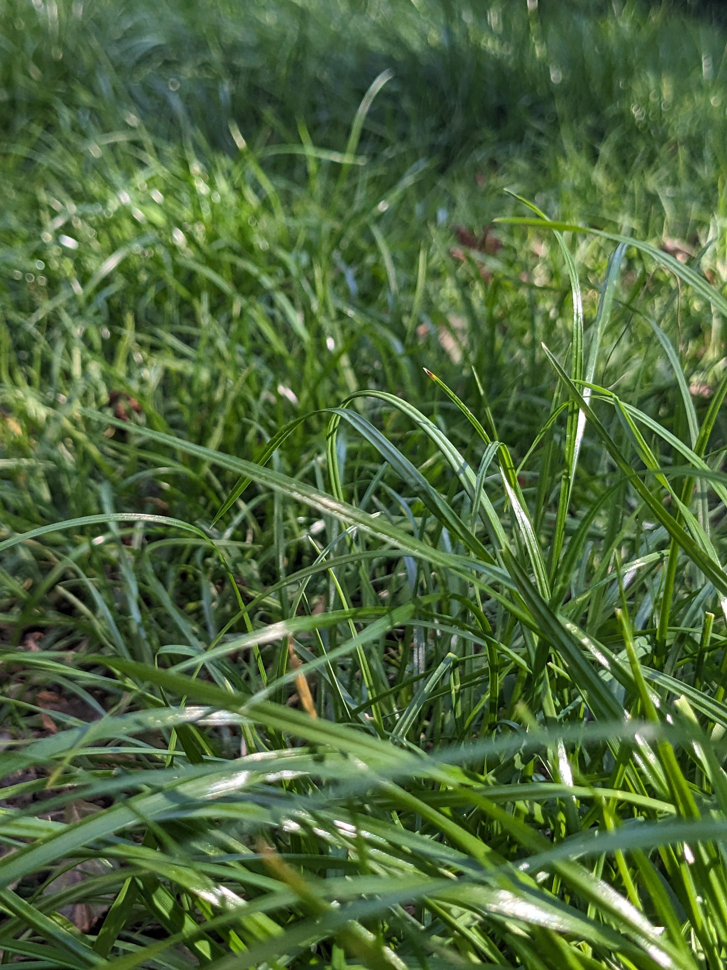 A photo of soft green grass in Bella's backyard. The sun shines against the green blades. It is in focus in the foreground and becomes out of focus in the background but we can see the shadow of clouds against patches of grass in the background. A photo of soft green grass in Bella's backyard. The sun shines against the green blades. It is in focus in the foreground and becomes out of focus in the background but we can see the shadow of clouds against patches of grass in the background.