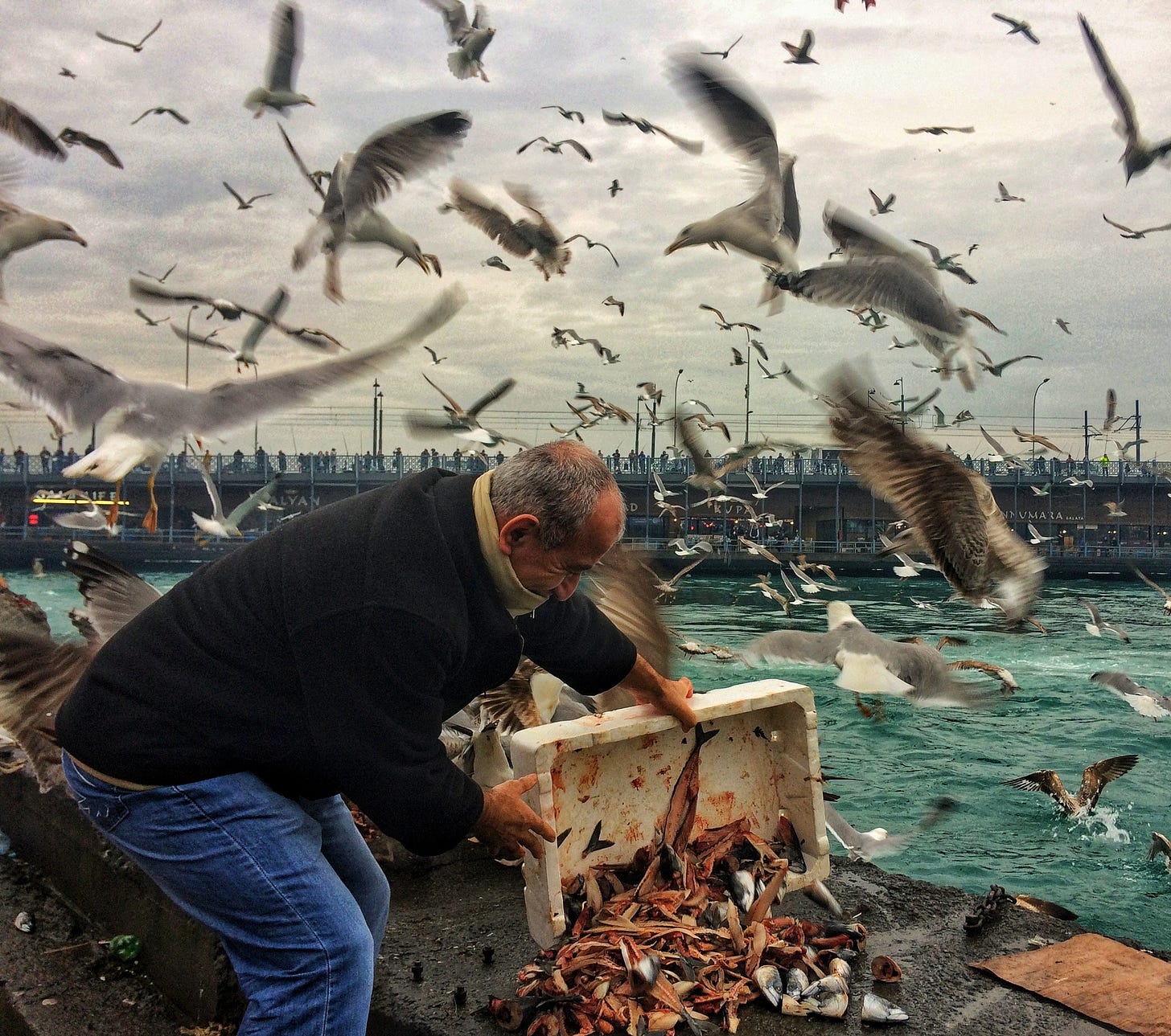 An older man dumping fish guts onto a stone ledge by the ocean and seagulls flying all about chaotically around the man and the guts. An older man dumping fish guts onto a stone ledge by the ocean and seagulls flying all about chaotically around the man and the guts.