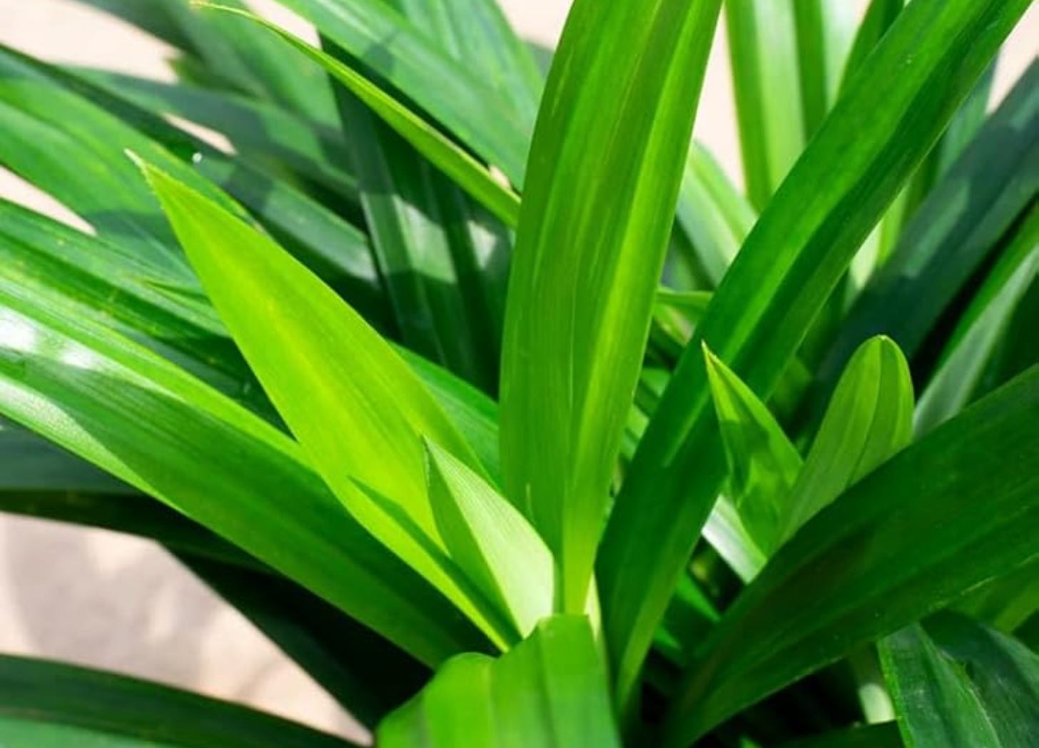 Pandan, the Fragrant Raft - by Lisa McLean
