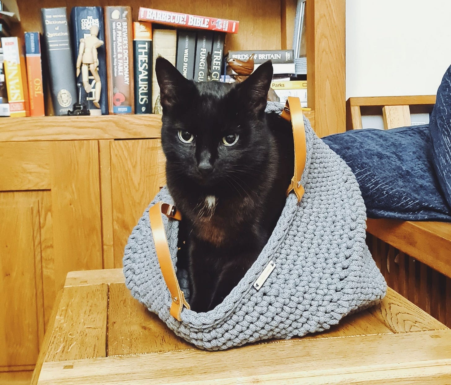 A sleek black cat named Ebony sits calmly inside a gray woven handbag with leather straps, perched atop a wooden table. Behind her, a cozy bookshelf brims with colorful books. Her alert green eyes gaze directly ahead, a small white tuft of fur on her chest standing out against her dark coat. A sleek black cat named Ebony sits calmly inside a gray woven handbag with leather straps, perched atop a wooden table. Behind her, a cozy bookshelf brims with colorful books. Her alert green eyes gaze directly ahead, a small white tuft of fur on her chest standing out against her dark coat.
