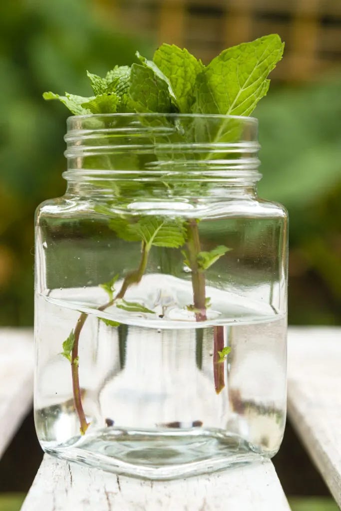 cuttings in jar of water cuttings in jar of water