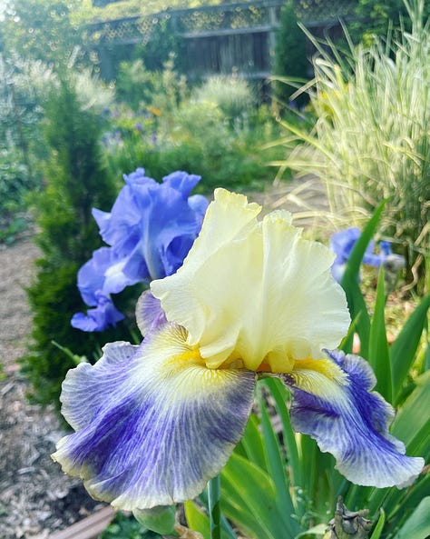 A collection of Bearded Iris in their own bed 