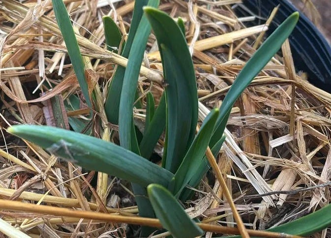 Dark green, thick leaves emerging from straw mulch in a black pot.