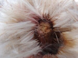 Cattail Seed Cattail Seed