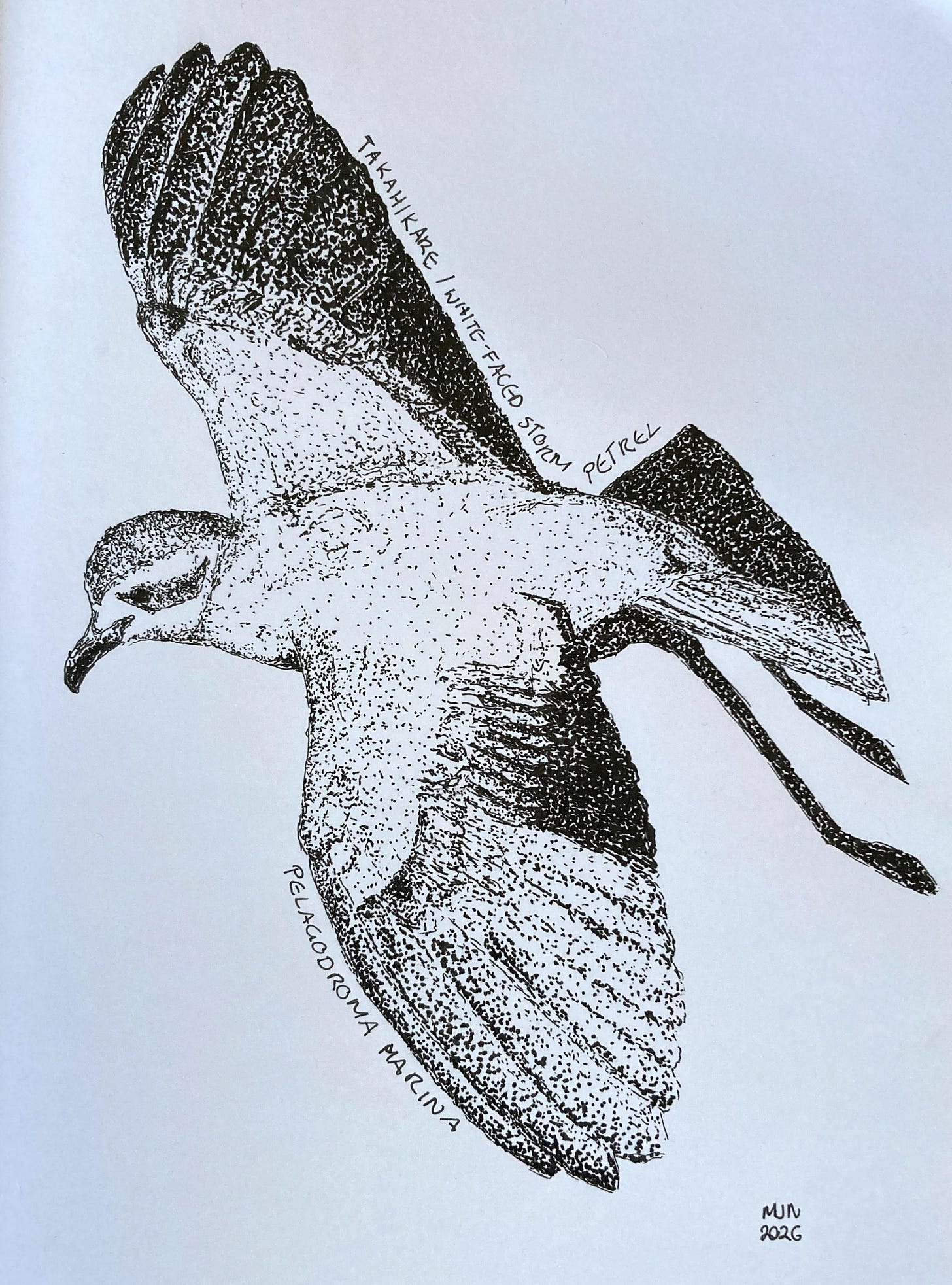 Indian ink drawing of takahikare, almost entirely dot work
