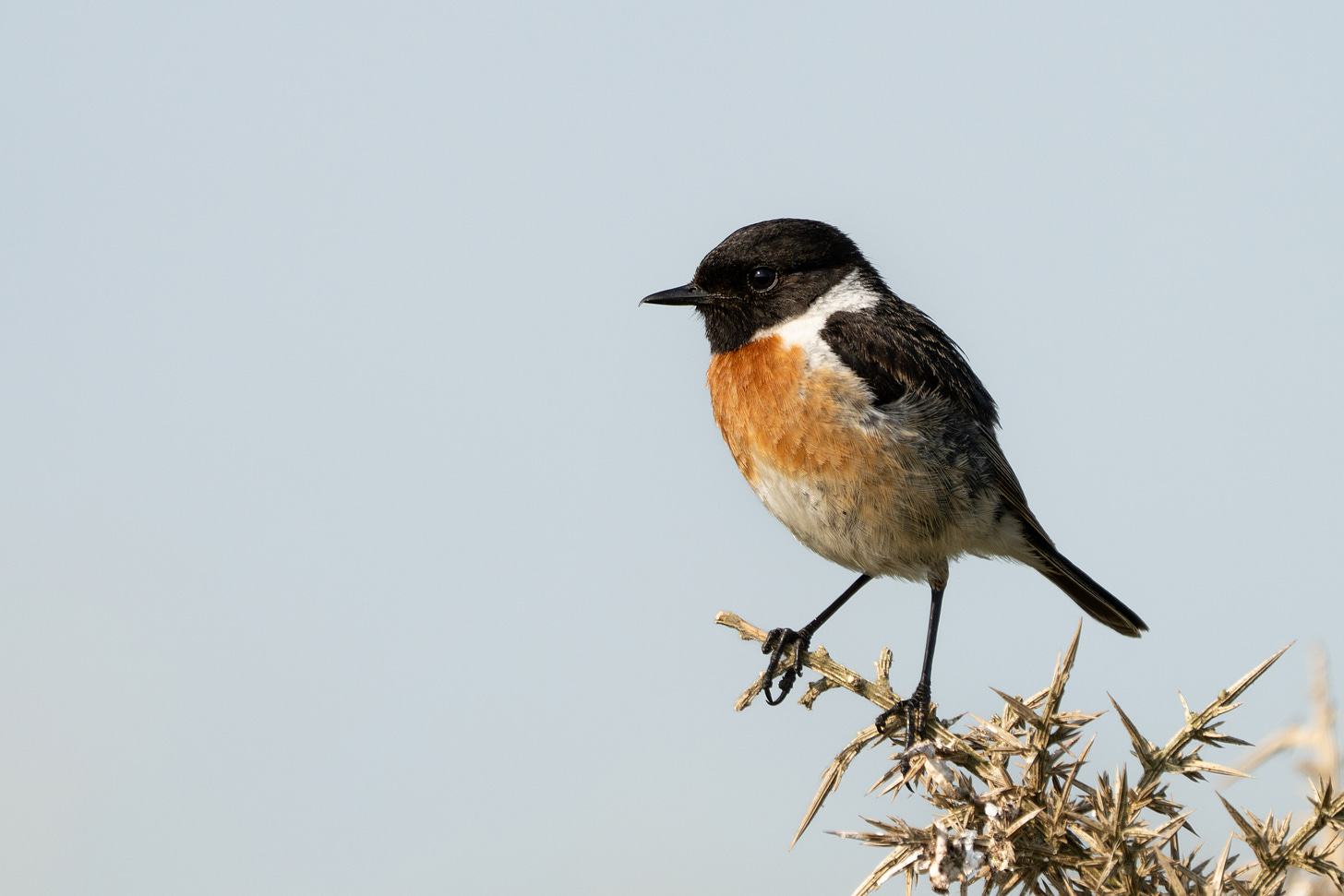 A small brown bird with a black head and orange chest, perched on a spiky gorse bush. A small brown bird with a black head and orange chest, perched on a spiky gorse bush.