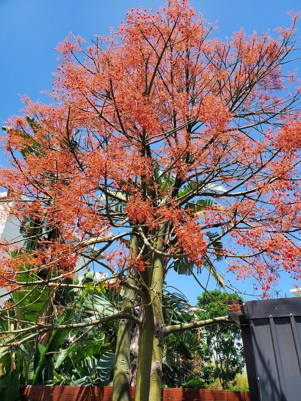 Brachychiton acerifolius [Flowers - Chiswick] 20221129_134848 sml.jpg