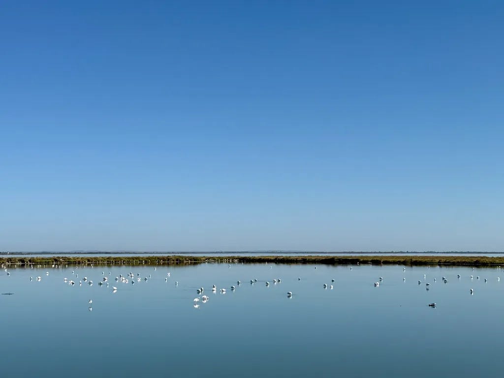 Camargue