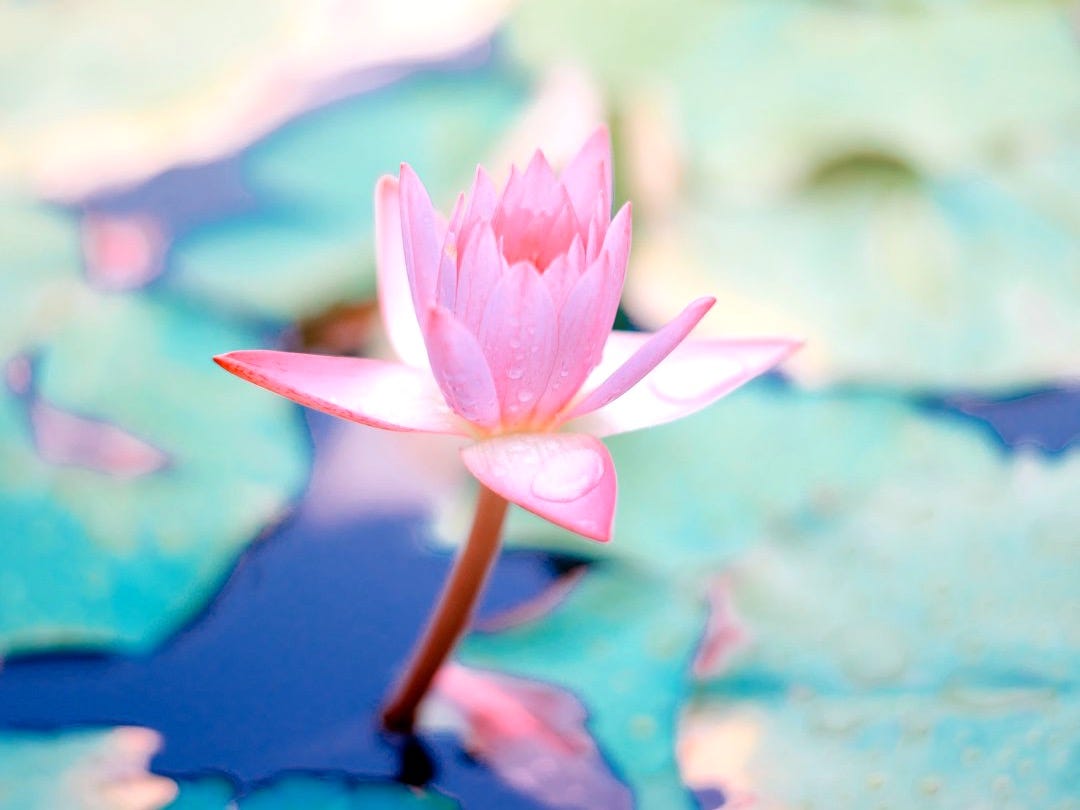 close up photo of water lily flower