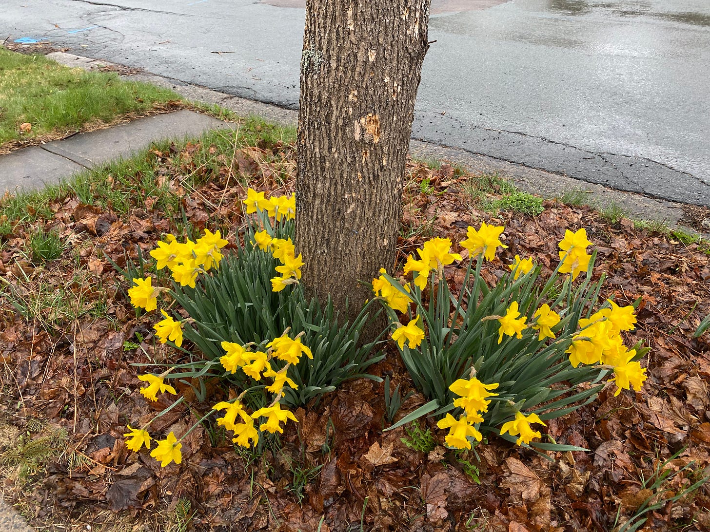 Many bright-yellow daffodils around the base of a tree in a sidewalk patch.