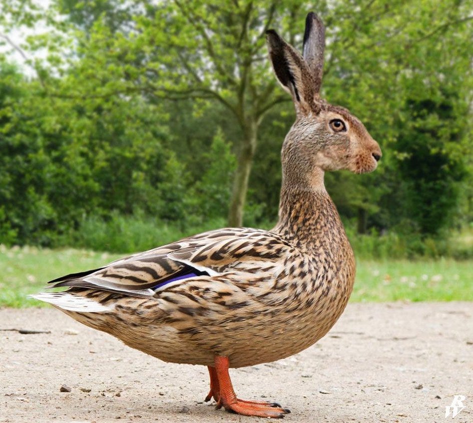 Rare sighting of a Rabbuck.