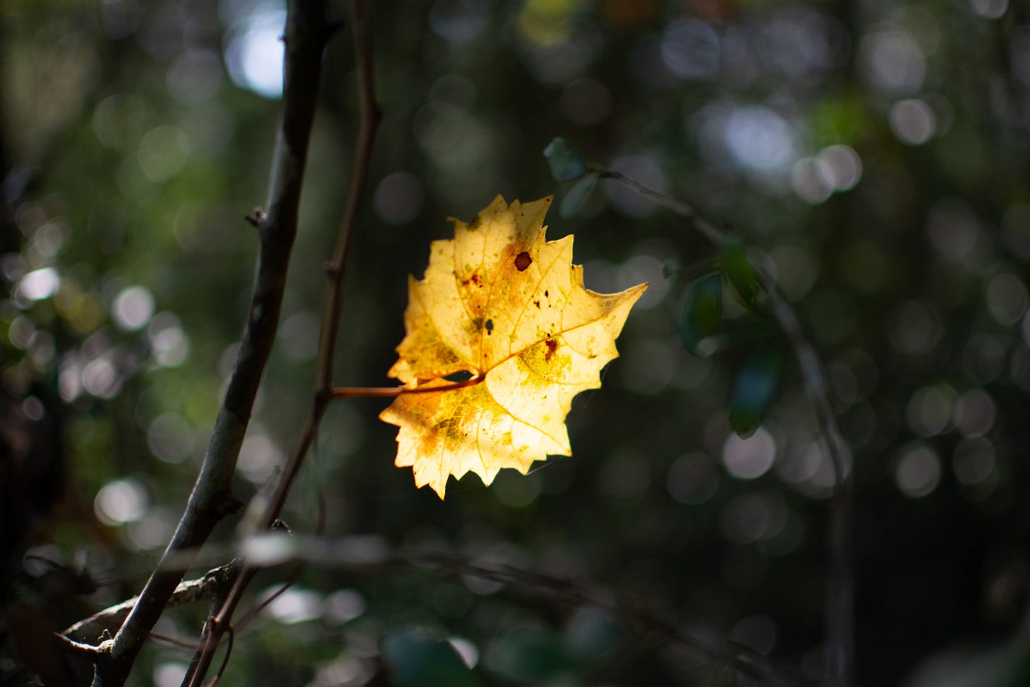A single yellow leaf against a dark bokeh background