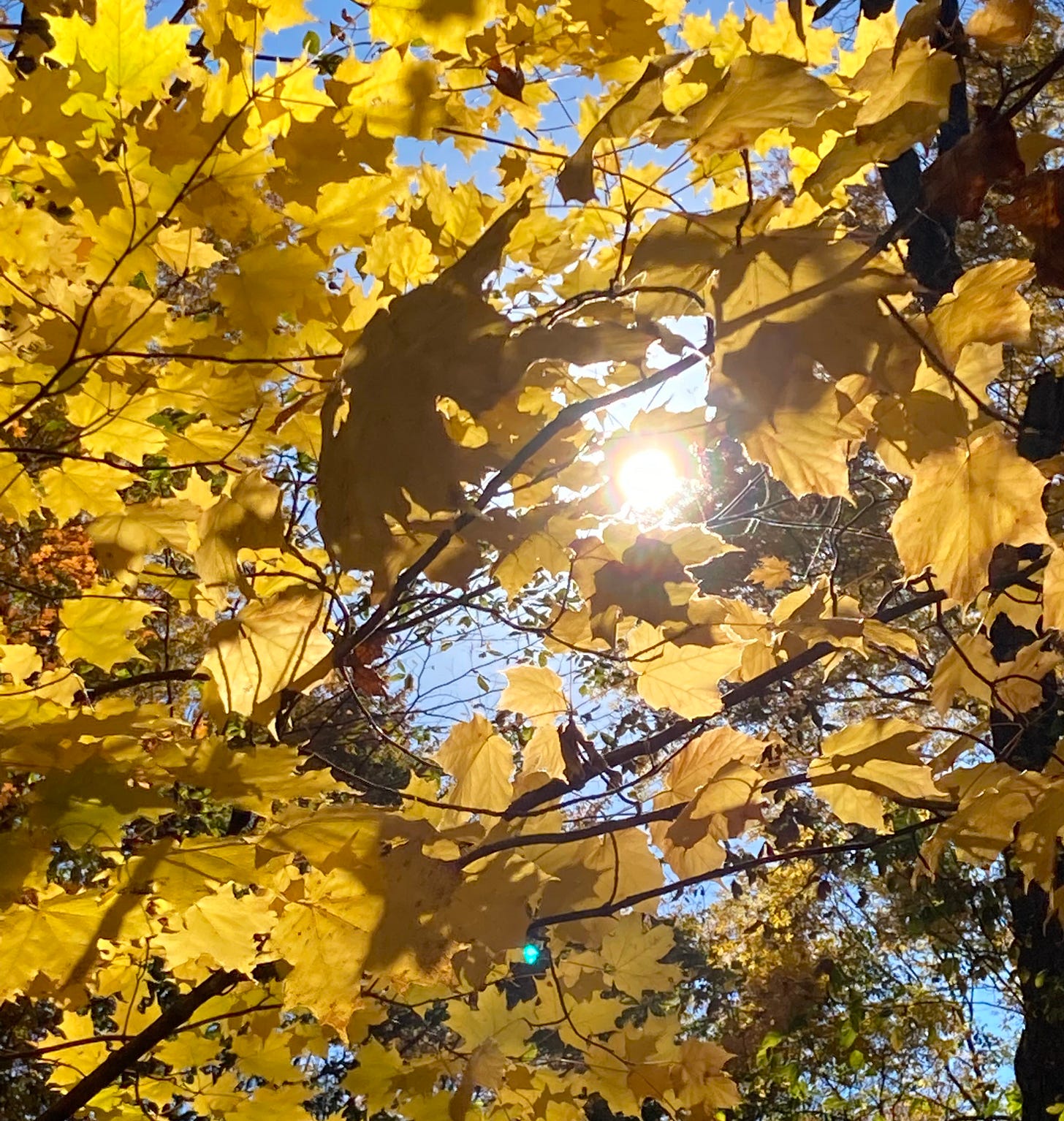 Golden Rain: sunlight shining through yellow leaves