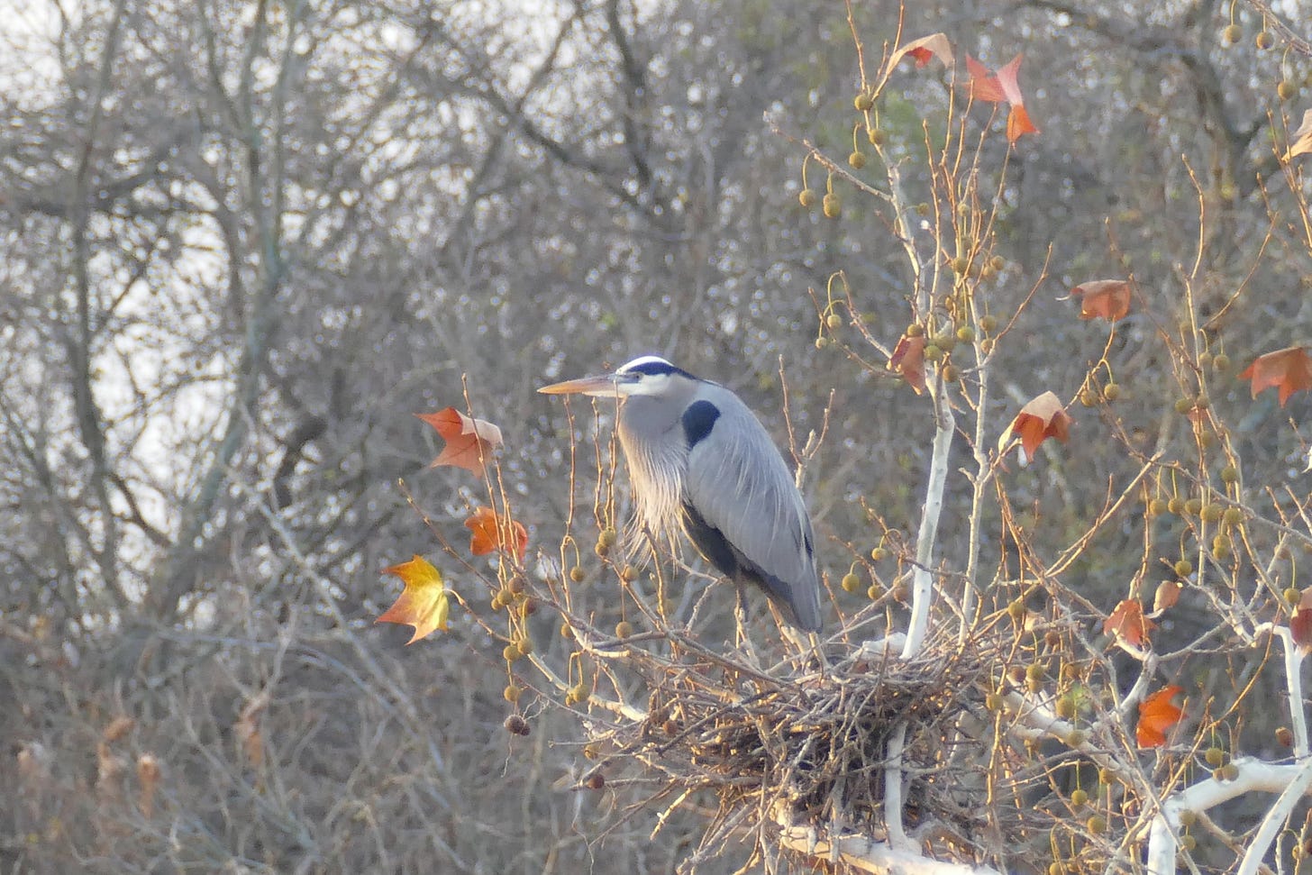 Great blue heron in nest