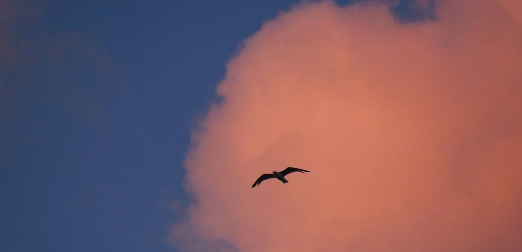 A bird flies through a pink cloud at sunset.