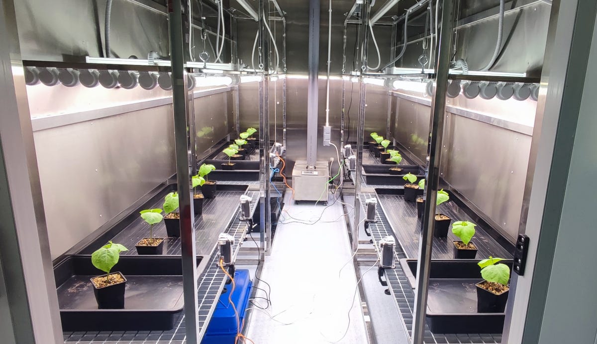 plantas trepadoras siendo investigadas en el laboratorio de inteligencia mínima