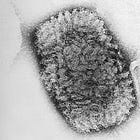 AI and synthetic DNA could be a lethal combination