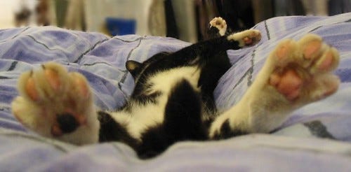 my cat's got chicken feet my cat's got chicken feet