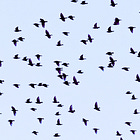 NIH Bird Flu Experiments Produce Lethal Virus With Enhanced Mammalian Virulence and Transmission Mutations: Journal 'Nature Communications'