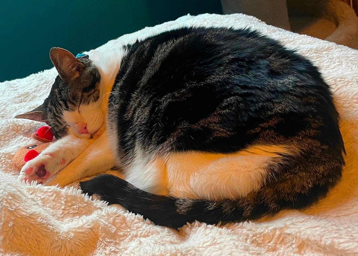 A gray tabby & white cat sleeps curled up on a white faux fur blanket.  Her nose and paw pads are pink.