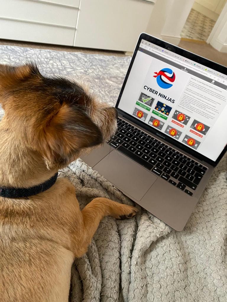 Nesta, a small brown terrier is looking at a website on a laptop