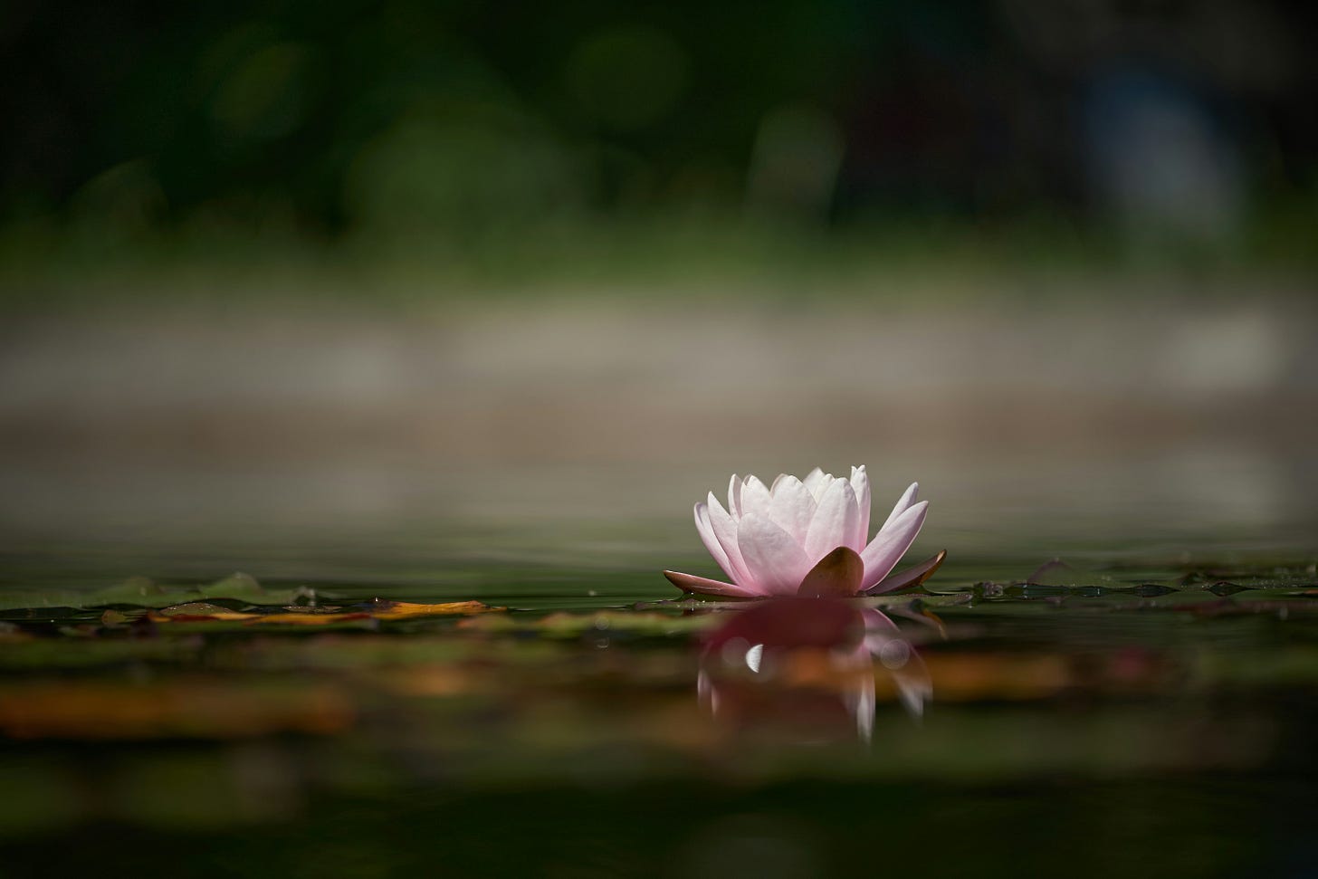 pink lilly quiet pond