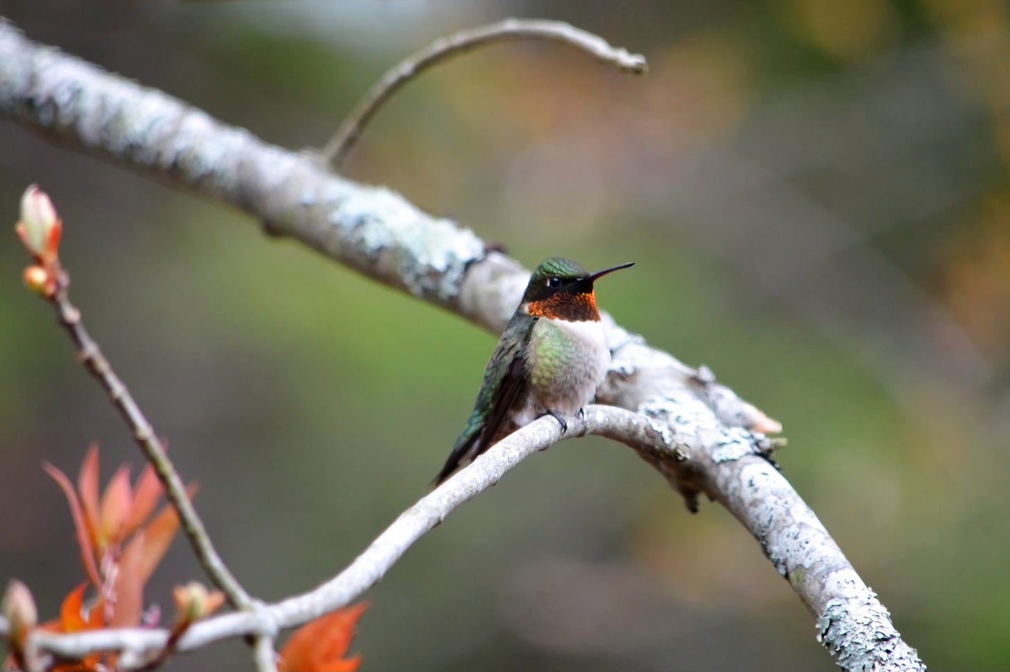 A male Ruby-throated Hummingbird perches on a spring maple branch, his throat flashing signature red.