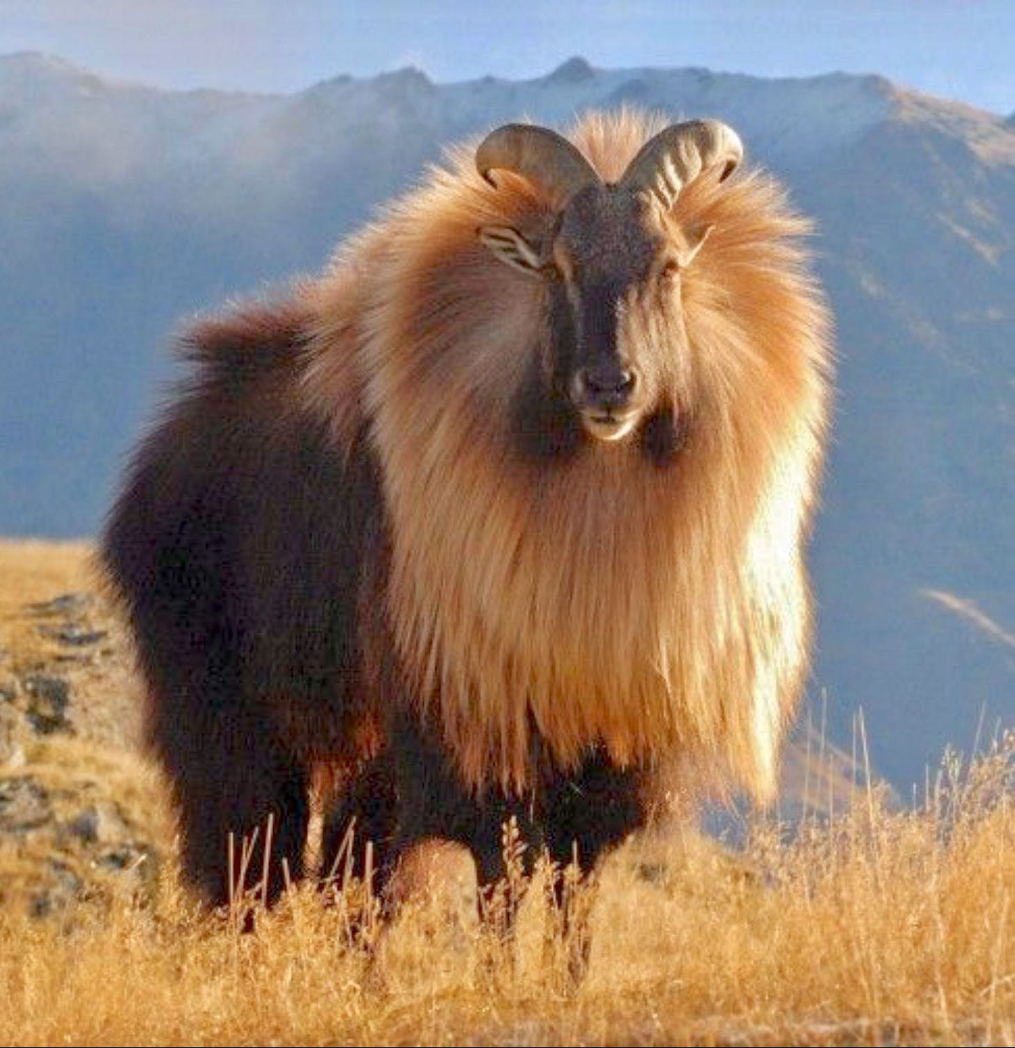 A striking Himalayan Tahr (Hemitragus jemlahicus). The tahr is a wild ...