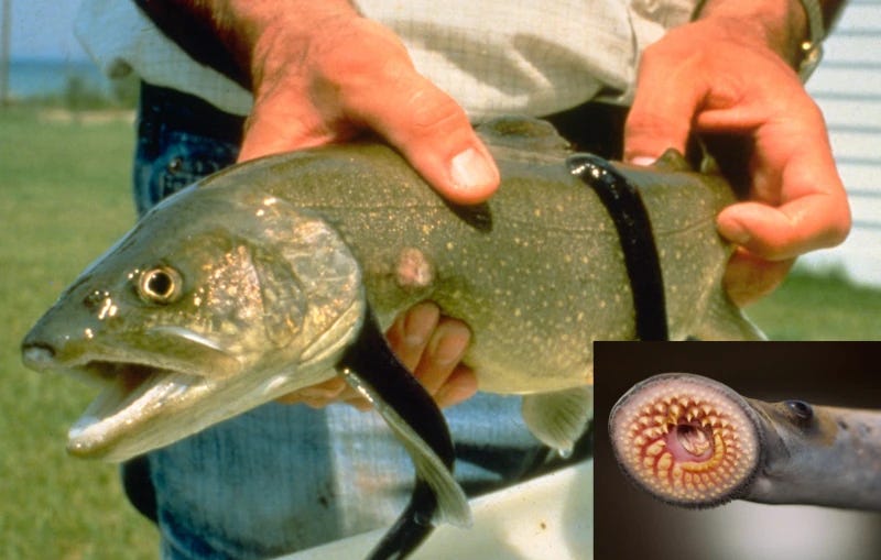 Someone firmly grasping a large trout, to which two sea lampreys are attached. An inset shows the multiple, concentric teeth of the lamprey (Petromyzon marinus).