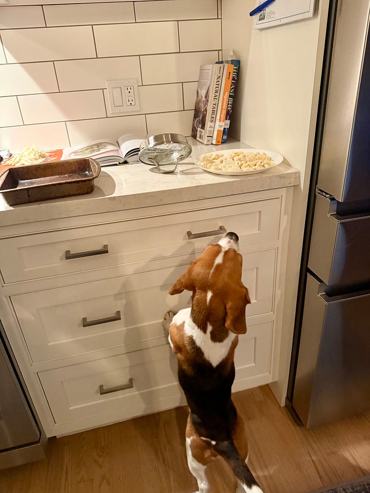 sheet pan of fresh gnocchi pasta with beagle puppy as a kitchen helper