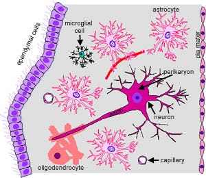 Nerves: The Histology Guide