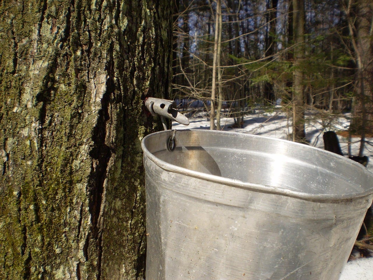 Tap in a maple tree with a metal bucket under it Tap in a maple tree with a metal bucket under it