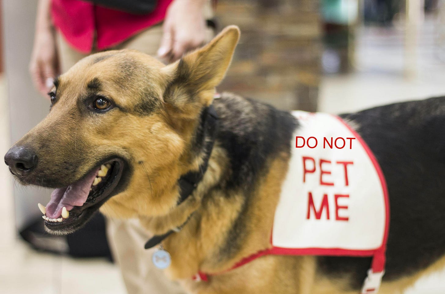 therapy pet do not pet