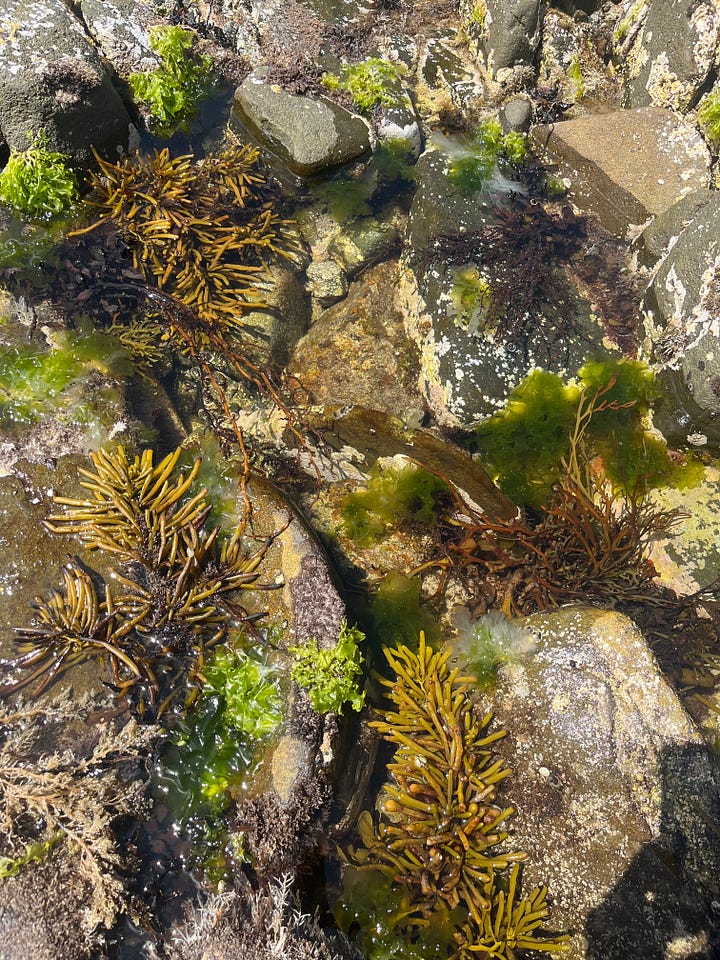 Intertidal pools and coastal tea tree forest.