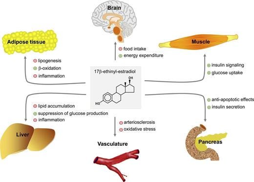 Tissue-specific stimulatory (+, green) and inhibitory (−, red) effects of 17ß-ethinyl-estradiol with relationship to glucose and lipid metabolism.