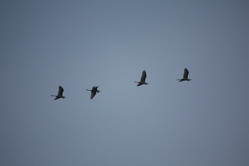 File:Flying herons in Gyeongju.JPG