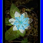 Seven Archetype: Soul Octave