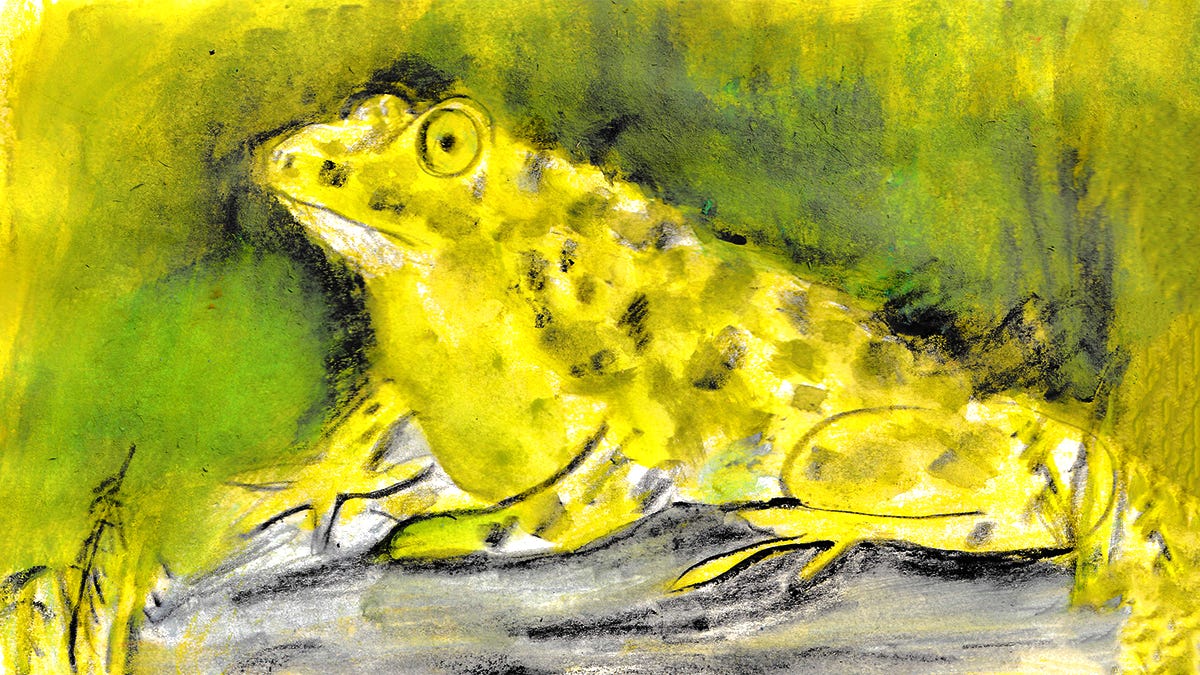 frog illustration by Beth Spencer