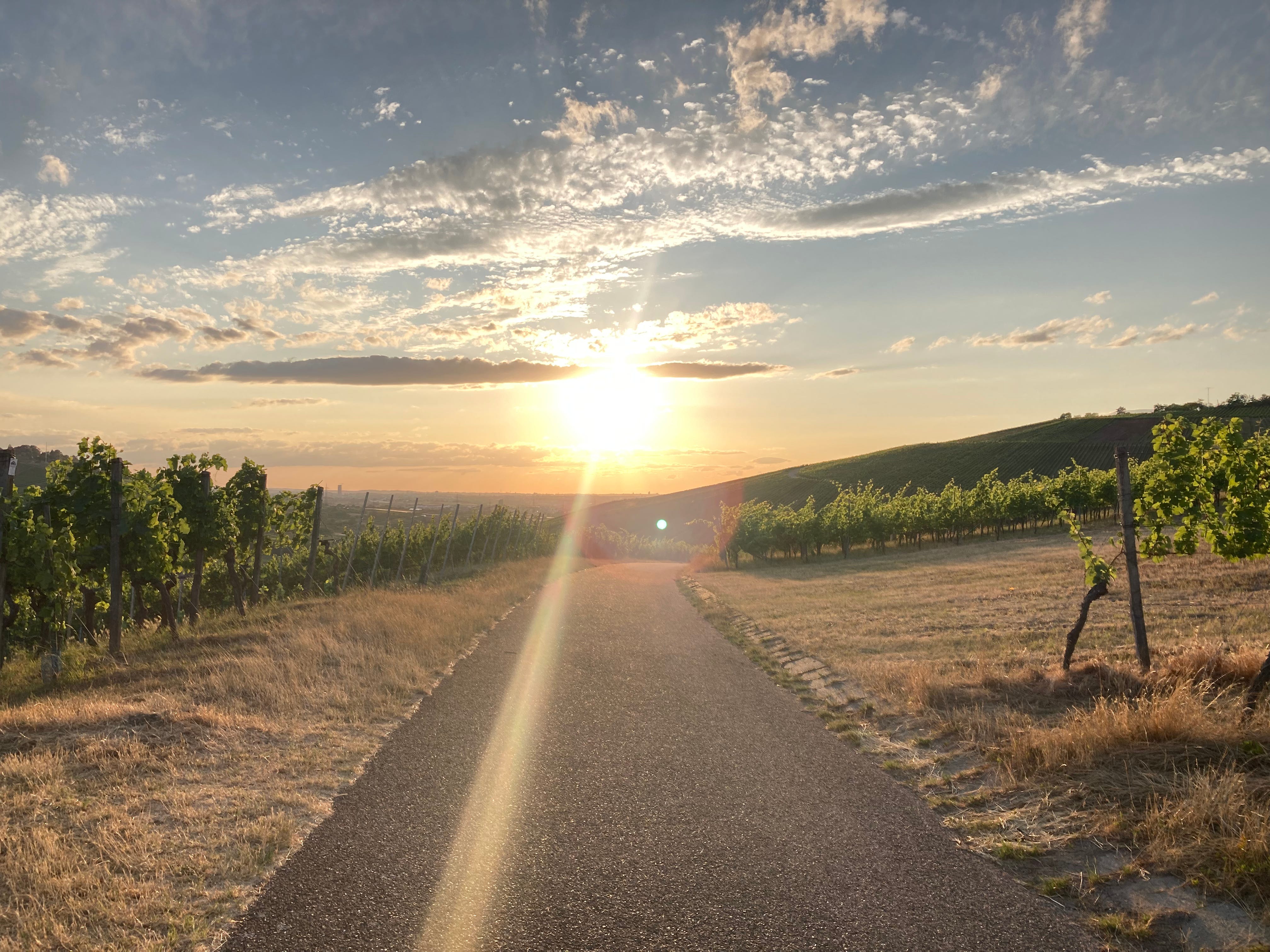 Vitam Sanam Health Secrets