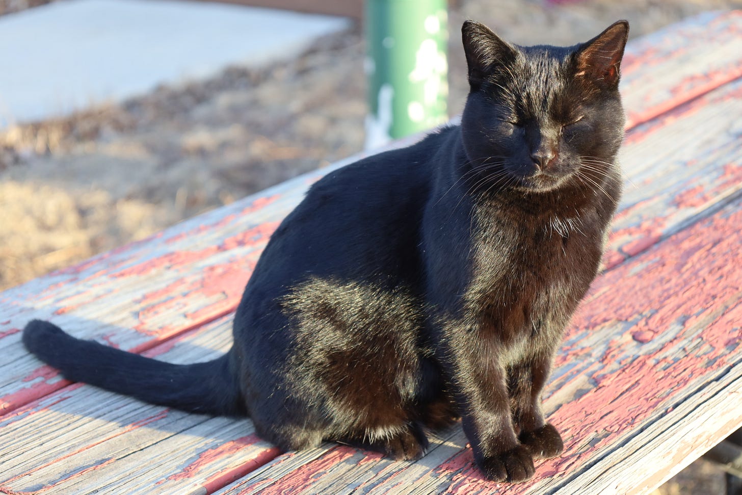 Hoover, the friendly GFF cat
