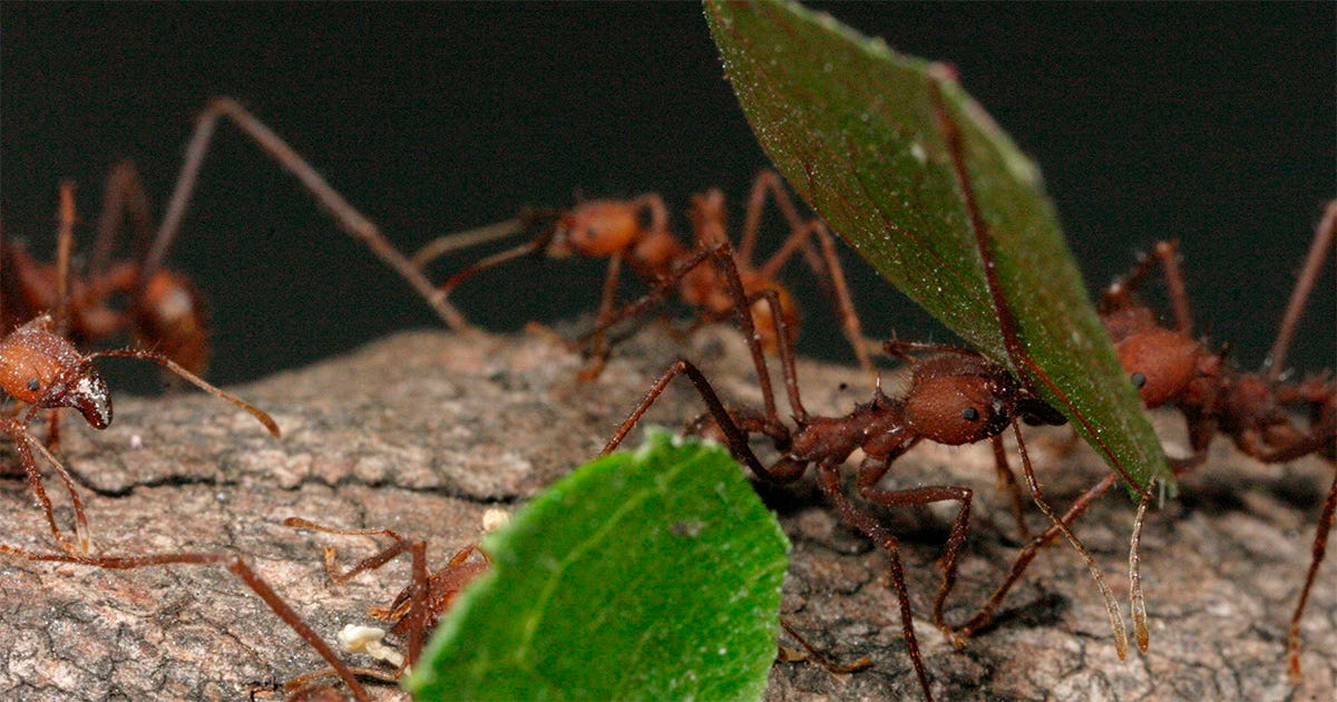 Formigas se cruzam e se encontram ao andar em um pedaço de madeira. Algumas carregam folhas, outras não. Formigas se cruzam e se encontram ao andar em um pedaço de madeira. Algumas carregam folhas, outras não.