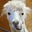 Alpaca Suitcase's avatar
