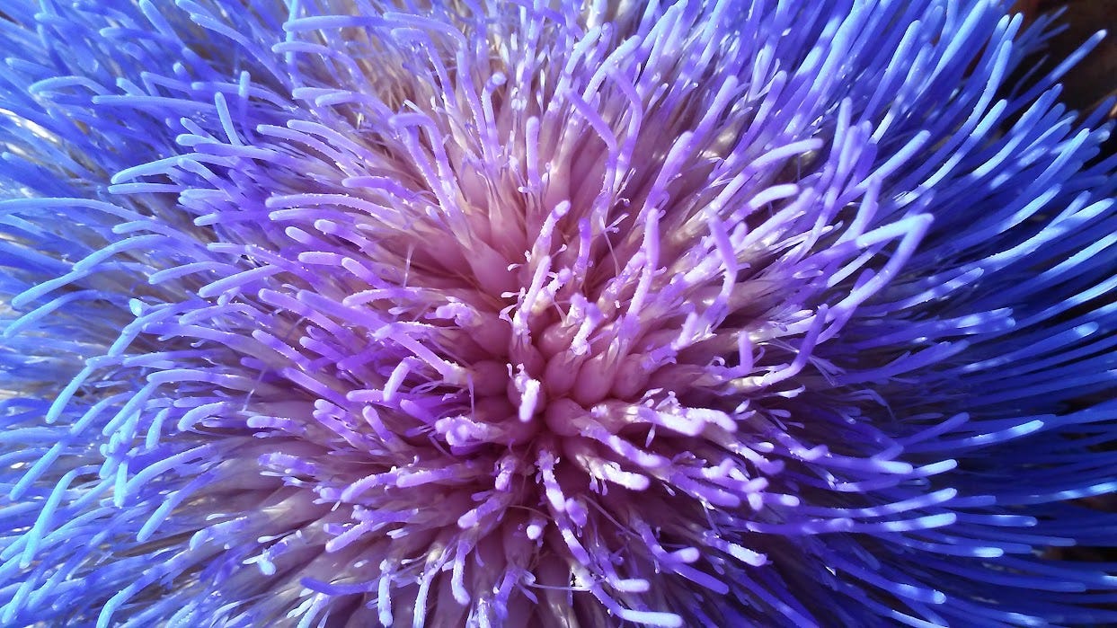 A close-up of a chive flower, like a pinf and purple firework explosion.