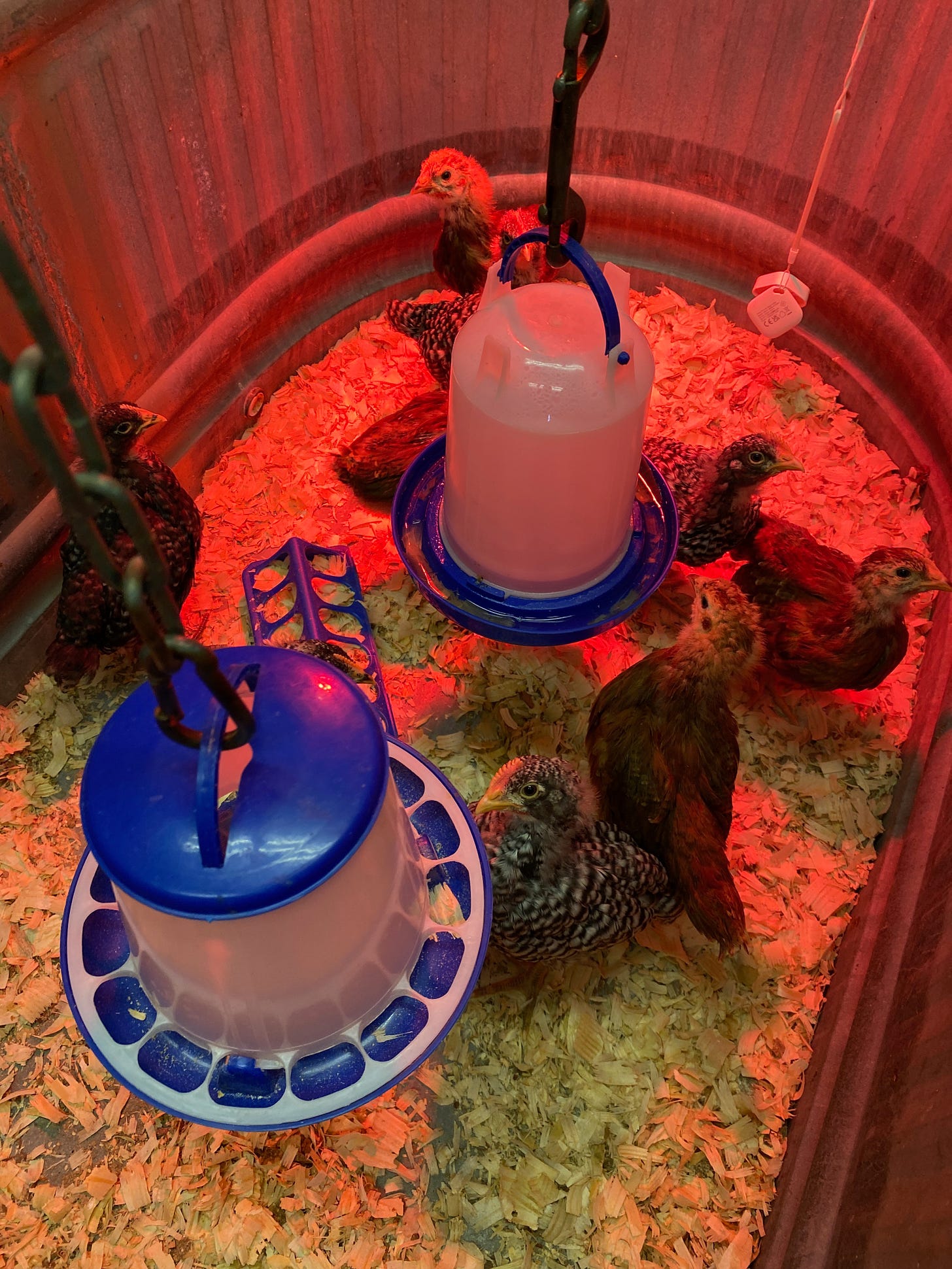 Our First Flock