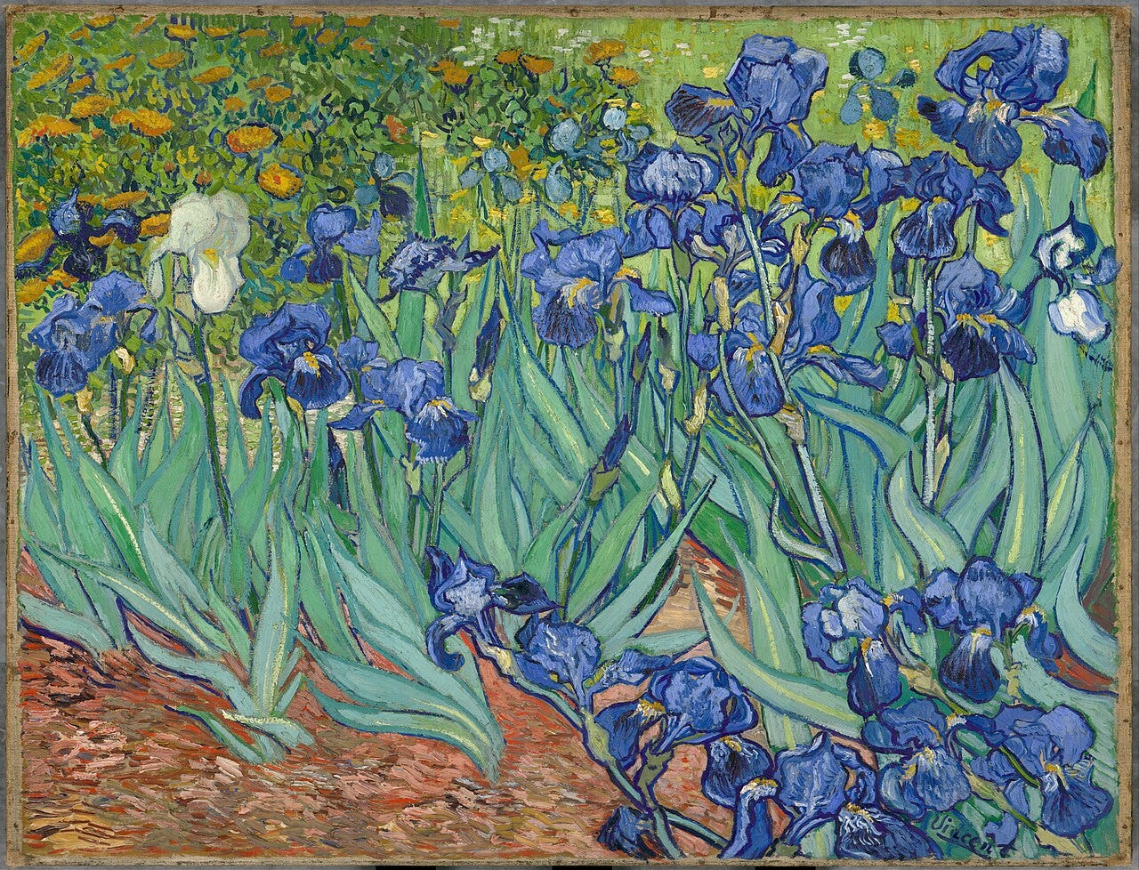 Van Gogh's Irises, a bed of deep blue and purple flowers with one white bloom Van Gogh's Irises, a bed of deep blue and purple flowers with one white bloom